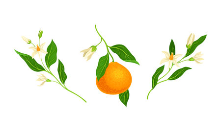 Blooming tangerine branches and fresh ripe mandarin fruit vector illustrationのイラスト素材