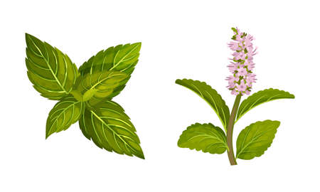 Mint twigs set. Blooming peppermint fresh herb plant vector illustrationのイラスト素材