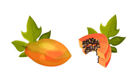 Fresh ripe whole and sliced papaya fruit vector illustrationのイラスト素材