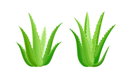 Aloe vera green plant set. Organic cosmetic product. Natural medicine juicy plant, cosmetology and pharmacy component vector illustrationのイラスト素材