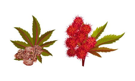 Set of rambutan branches with leaves, flowers and berries. Organic tropical exotic plant vector illustrationのイラスト素材
