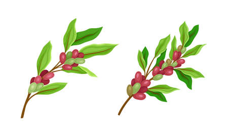 Set of coffee plants twigs with red ripe fruits vector illustrationのイラスト素材