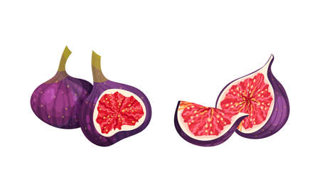 Fresh ripe delicious juicy figs set. Whole and cut in half and quarter tropical fruit vector illustrationのイラスト素材