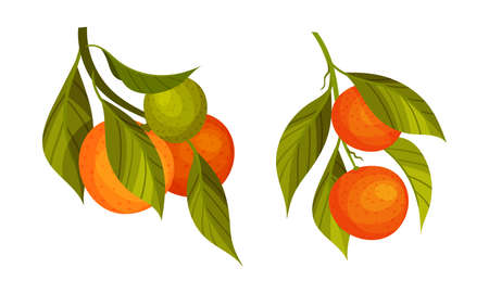 Orange and tangerine tree branches set. Twigs with green leaves and ripe juicy fruits vector illustrationのイラスト素材
