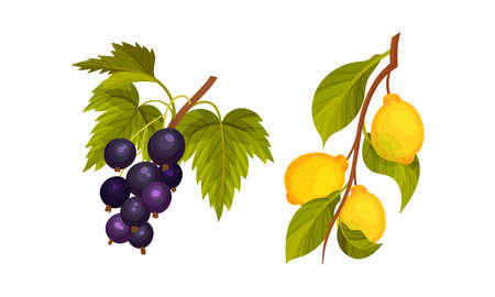 Currant and lemon tree branches set. Twigs with green leaves and ripe juicy fruits and berries vector illustrationのイラスト素材
