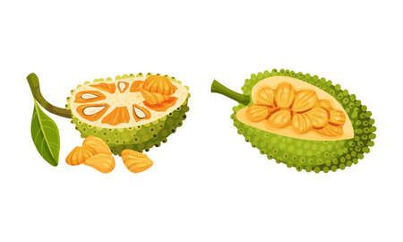Jackfruit tropical plant. Chopped ripe delicious exotic fruit with seed coat and fibrous core vector illustrationのイラスト素材