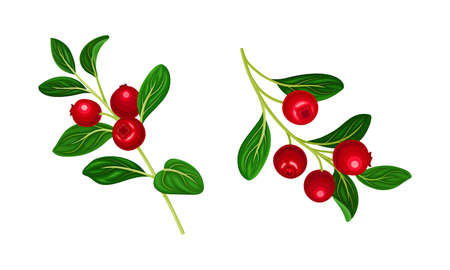 Set of bright cranberry sprigs with fresh red ripe berries vector illustrationのイラスト素材