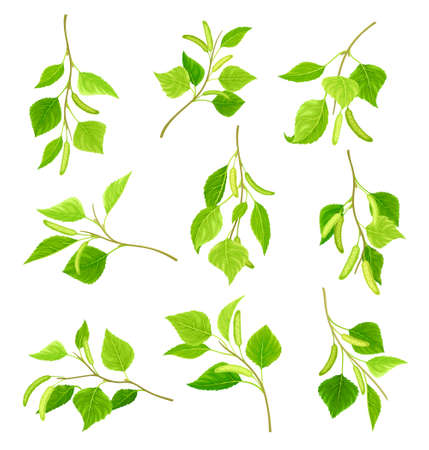 Birch twigs with leaves and aments set. Betula Pendula or Silver birch tree branches vector illustrationのイラスト素材