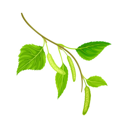 Branch of birch with green leaves and catkins. Natural decor element vector illustrationのイラスト素材