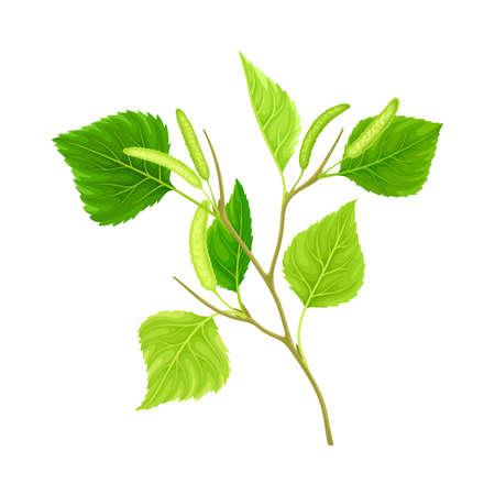 Branch of birch with green leaves and catkins vector illustration on white backgroundのイラスト素材