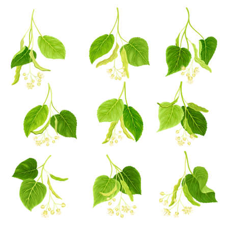Blooming linden twigs with green leaves set. Blossoming Tilia Cordata tree vector illustrationのイラスト素材