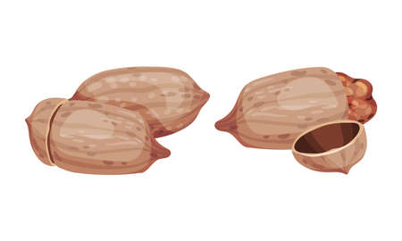 Pecan nuts set. Unpeeled nutshells. Healthy nutrition concept vector illustrationのイラスト素材