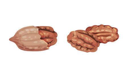 Pecan nuts set. Shelled kernels, healthy nutrition concept vector illustrationのイラスト素材