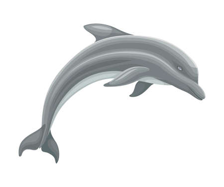 Oceanic Dolphin as Aquatic Placental Marine Mammal with Flippers and Large Tail Fin Closeup Vector Illustrationのイラスト素材