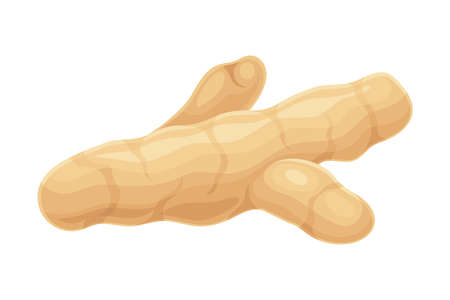 Turmeric or Curcuma Longa Rhizome Used in Asian Cuisine Closeup Vector Illustrationのイラスト素材