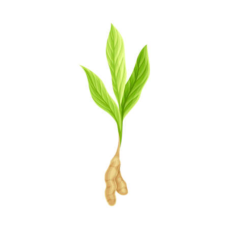 Flowering Plant of Turmeric with Green Leaves and Stem Closeup Vector Illustrationのイラスト素材