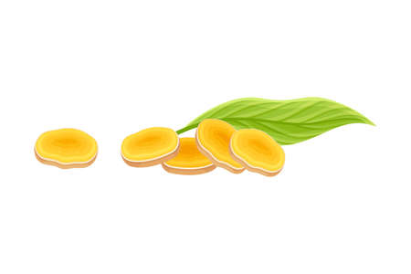 Turmeric or Curcuma Longa Sliced Rhizome Used in Asian Cuisine Closeup Vector Illustrationのイラスト素材