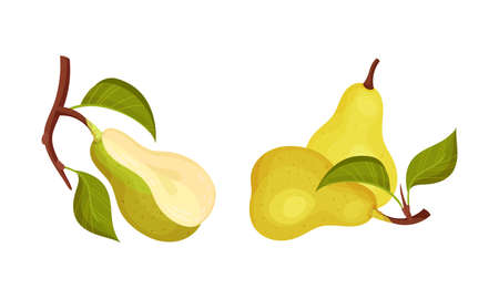 Fresh pear with leaves set. Organic green ripe fruit vector illustrationのイラスト素材