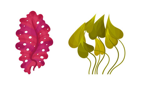 Seaweed and Algae as Aquatic and Marine Plants Growing on Ocean Bottom Vector Setのイラスト素材