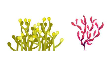 Seaweed and Algae as Aquatic and Marine Plants Growing on Ocean Bottom Vector Setのイラスト素材