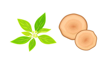 Sandalwood Leaf and Fragrant Wood Material Vector Setのイラスト素材