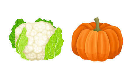 Cauliflower and Orange Pumpkin as Ripe Vegetable and Healthy Raw Food Vector Setのイラスト素材