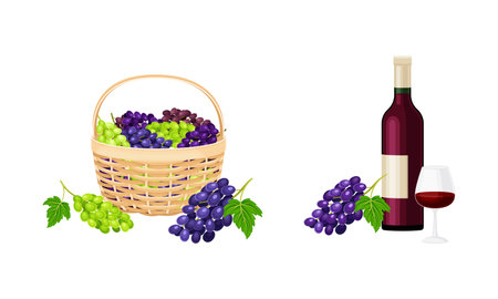 Cluster of Grape Gathered in Basket and Wine Bottle Vector Setのイラスト素材