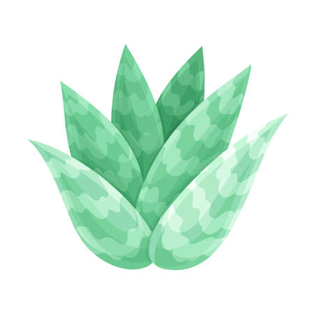 Green succulent indoor plant. Trendy home, office decor vector illustrationのイラスト素材