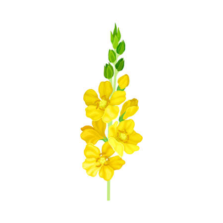 Bright Yellow Floret with Showy Petals and Stamen on Stem Closeup Vector Illustrationのイラスト素材