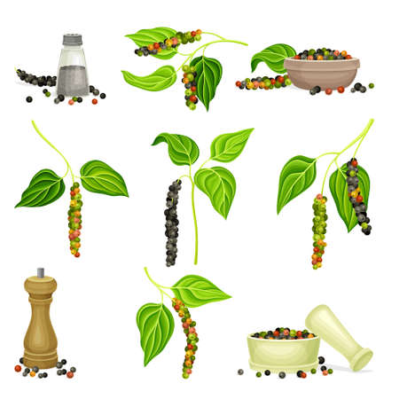 Black pepper plants set. Natural organic herb spice vector illustrationのイラスト素材