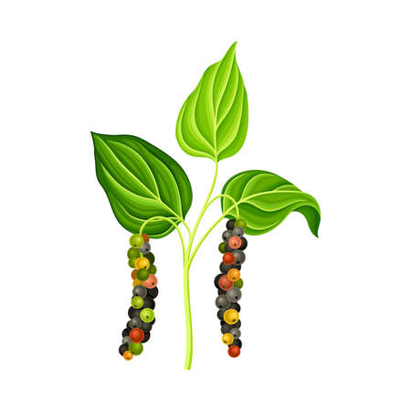 Black pepper plant. Natural organic herb spice design element vector illustrationのイラスト素材