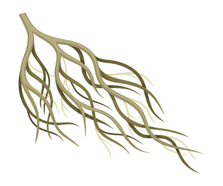 Root tree system, creeping underground stem. Botany or dendrology design element vector illustrationのイラスト素材
