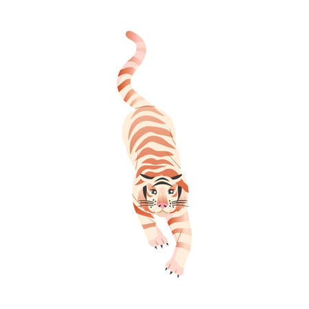 White Bengal tiger animal. Big wild cat vector illustrationのイラスト素材