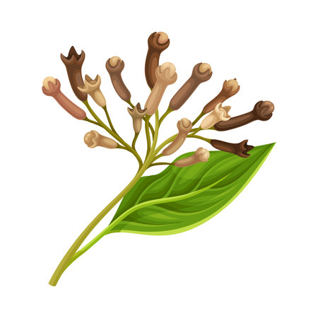 Clove Tree Branch with Ripe Aromatic Bud Vector Illustrationのイラスト素材