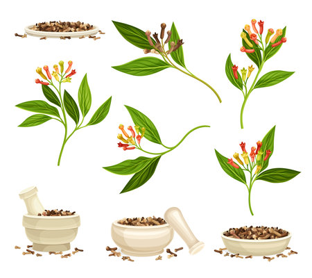 Clove Branch with Aromatic Flower Bud and Dried Spice in Mortar with Pestle Vector Setのイラスト素材
