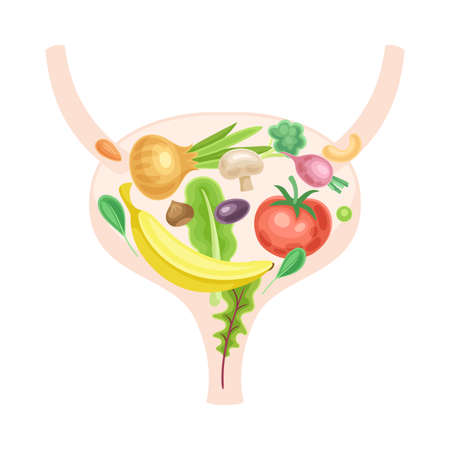 Anatomical bladder with fruit and vegerables. Healthy human internal organ vector illustrationのイラスト素材