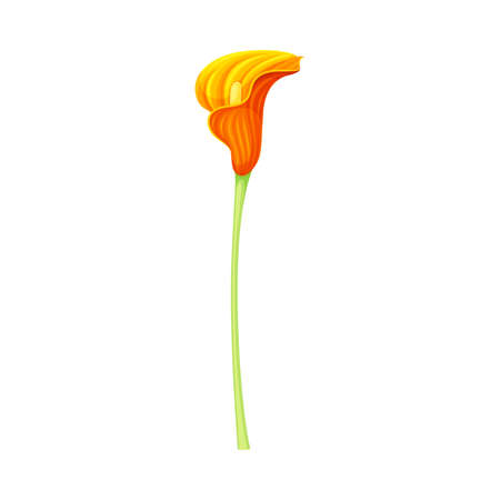 Orange Calla Lily flower. Elegant floral design element vector illustrationのイラスト素材