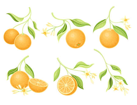 Set of orange tree branches with flowers, ripe tropical fruits and green leaves vector illustrationのイラスト素材