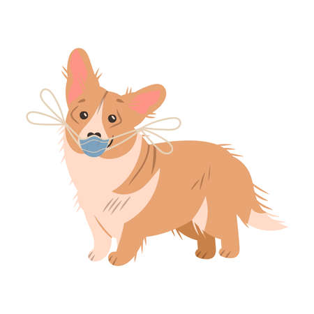 Corgi dog wearing protective face mask vector illustrationのイラスト素材