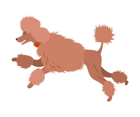Jumping french poodle dog vector illustration on white backgroundのイラスト素材