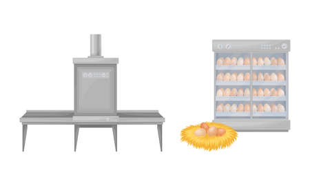 Egg process production in chicken poultry factory vector illustrationのイラスト素材
