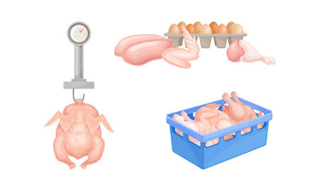 Fresh raw chicken meat. Egg and meat production in chicken poultry factory vector illustrationのイラスト素材