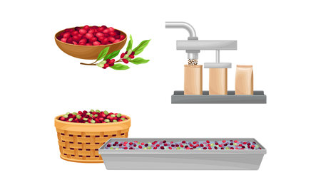 Harvesting, sorting and packing coffee. Coffee industry production vector illustrationのイラスト素材
