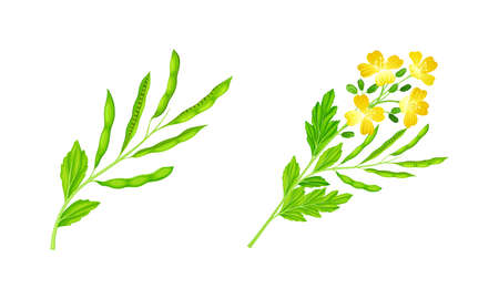Mustard plants with seeds and flowers set. Natural organic healthy product vector illustrationのイラスト素材