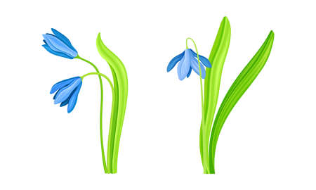 Spring blue snowdrops set. Beautiful fragile blooming flower, spring symbol vector illustrationのイラスト素材