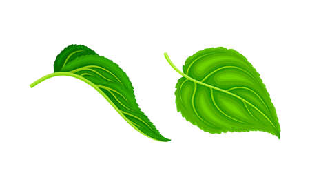 Green leaves set. Sunflower plant part. Botanical floral design element vector illustrationのイラスト素材