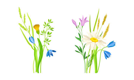 Set of summer blooming wildflowers set. Beautiful bouquets of meadow flowers vector illustrationのイラスト素材