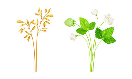 Set of strawberry leaves wih flowers and oat stalk set. Meadow, garden plants, botanical natural floral design vector illustrationのイラスト素材