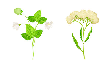 Set of summer meadow or garden flowers and plants set. Strawberry leaves with flowers and yarrow vector illustrationのイラスト素材