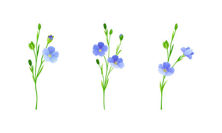 Blooming flax flowers set. Floral design element for greeting card, wedding invitation. Organic healthy product vector illustrationのイラスト素材